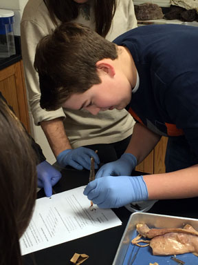 Hands on lesson in Biology II gives students experience of dissecting a squid