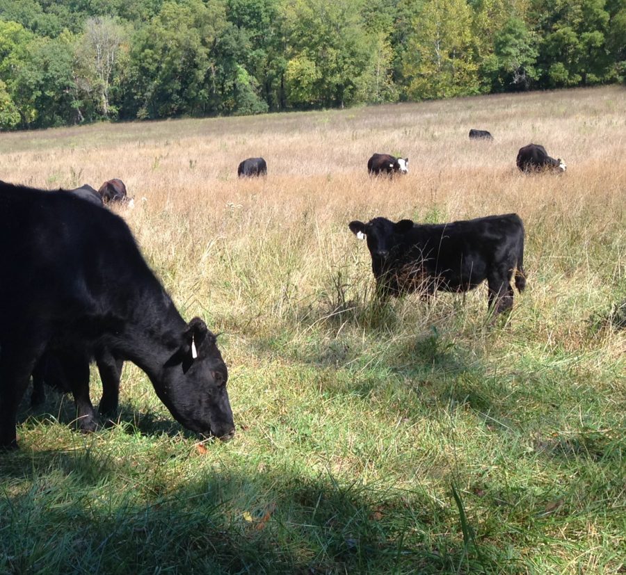 Cattle and Cowhands: How multi generational farmers help define Rollas culture