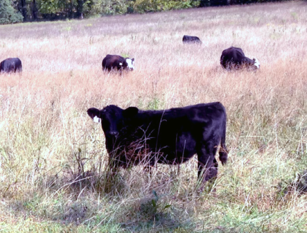 Cattle and Cowhands