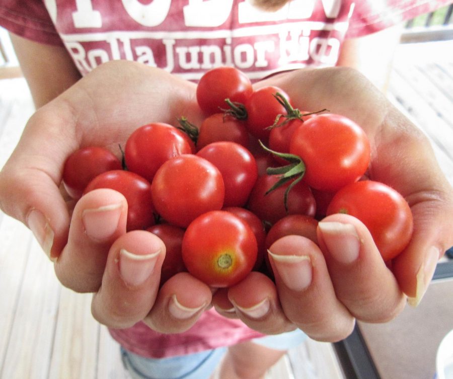 Local farmers market attracts vendors